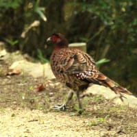 スコールのような雨と探鳥