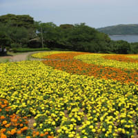 サロンド　クミ　能古島のマリ－ゴルド、紫陽花