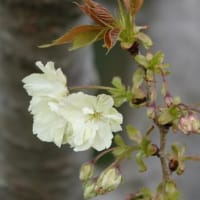 ウコン　〈欝金桜〉　