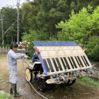田植え2025