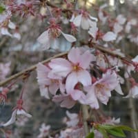 楽翁桜開花状況　４月９日