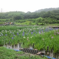 横須賀はなしょうぶ園！