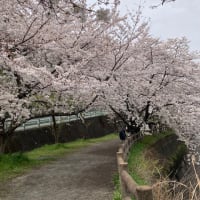 桜が満開～お花見🌸