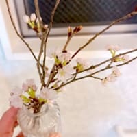 60代、桜が咲いた？！！(◎_◎;)＝美容院へ♪＝【毎日の事】