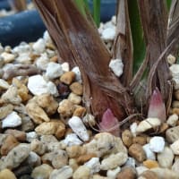 交配種（仮名　桃豊　ももゆたか）の新芽