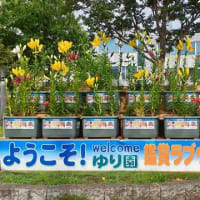 ★ゆり鑑賞ラブウィーク2025（鮫洲入江広場）