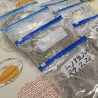 八升豆（ムクナ豆）で味噌づくり