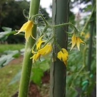 6月12日・トマトわき芽かき！