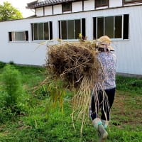 田んぼの畔に咲くタンポポのお花に紋白蝶