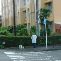 7月12日 今日の写真 花 と 平凡な朝    ・ オオタニ32号本塁打が