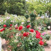 鶴舞公園のバラ園　満開の花がたくさんの人を🤙🤙