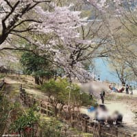 淡路島　諭鶴羽ダムに桜を見に行きました！　2024　４月