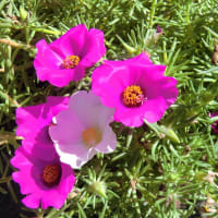 猛暑の庭に咲く花