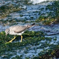 05/28探鳥記録写真：5月中旬に出会った鳥たち：（キアシシギ、アマサギ、チュウサギ、ケリ、ウグイス、ホオジロ、カワラヒワ、ミサゴクロサギ、ほか）