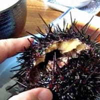 海鳥のサンクチュアリ　天売島と森林浴を楽しむメルヘンの焼尻島　６８回目　焼尻島