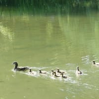 暑かった日の出来事　オシドリ親子と、