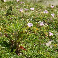 野の花