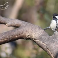 シジュウカラの可愛いさ