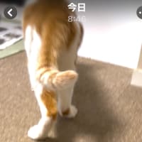 ねこ19歳、うしろ足が気になる