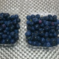 都市農業センターでブルーベリー収穫