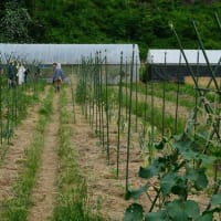 【無料公開ブログ】自然菜園スクール（長野校）『自然菜園見学ツアー』6/22（日）初夏の自然菜園見学　テーマ「季節に合わせた草マルチ」 -菜園：夏野菜の誘引 - 田んぼの除草- 無農薬果樹