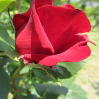 薔薇の季節の始まり？