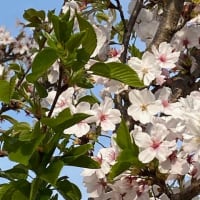 葉桜～芝桜に・・・＆パンデミック条約反対デモ