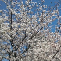どまつり夜桜in岡崎