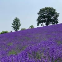 幌見峠ラベンダー