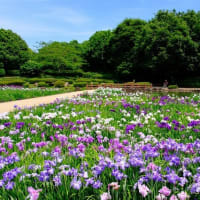 相模原公園（6/9）