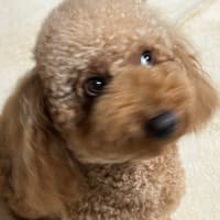 うちのトイプードルはデカい