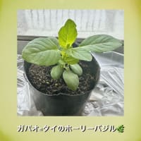 ソンクラーン 2025行ってきました