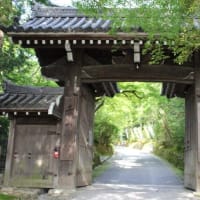 京都　青モミジ100シリーズの隠れ赤山禅院