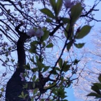 3.27桜さんぽ④出遅れていた横濱緋桜も開花して