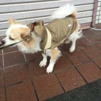 カッパ