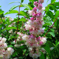 「相模原北公園」では「サクラウツギ」が可憐な桜の様なの花を！！