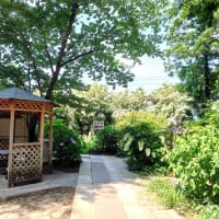 夏越の大祓、白岡八幡神社にて