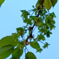 御衣黄桜　（ぎょいこう）　緑の花が咲く桜