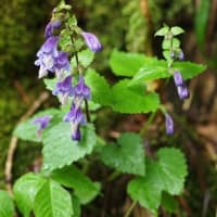 清楚な野の花たち