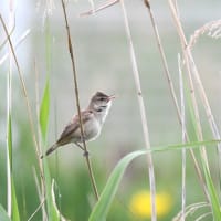 2025年5月2日　夏鳥オオヨシキリ