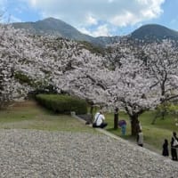 平和公園の桜ー２０２５（北九州市小倉北区）