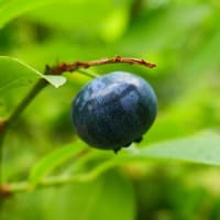 ささやかな三つの愉しみ夏野菜