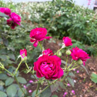 📚傷痕のメッセージ＆庭の花