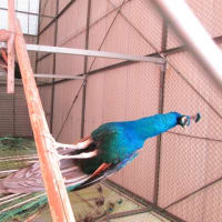 孔雀（敢えて鳳凰と呼ばせてもらいます！）貴重なターンをお見せ致します♪(≧▽≦)