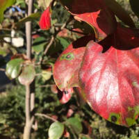 真っ赤な秋とティーカップの紅茶