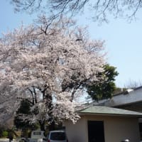 里見公園の桜　３月２６日