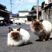 瀬戸内G島の猫たち　2025年2月　その12