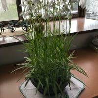 さぎ草（2020.7.27）