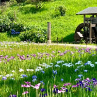 花しょうぶまつり〜　横須賀しょうぶ園　2025