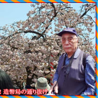 造幣局の通り抜け